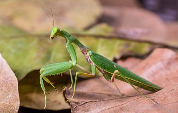 praying mantis
