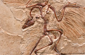 primeval