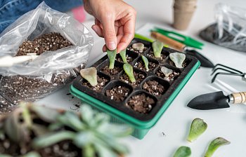 propagator