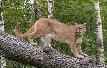 puma