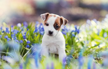 puppy