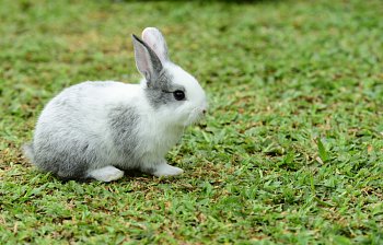 rabbit