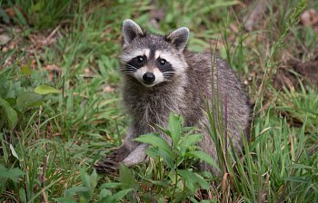 raccoon