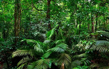rainforest