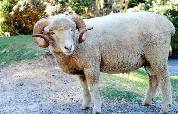 ram