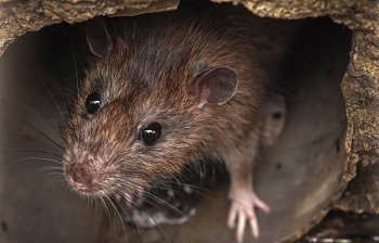 rat