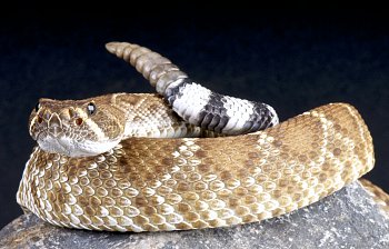 rattlesnake
