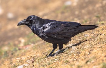 raven