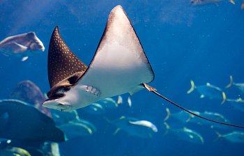 ray