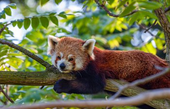 red panda