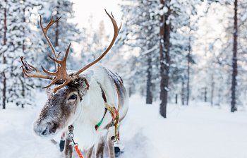 reindeer