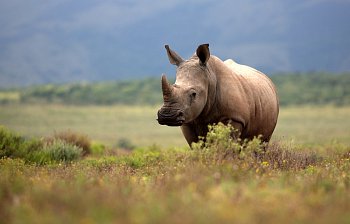 rhino