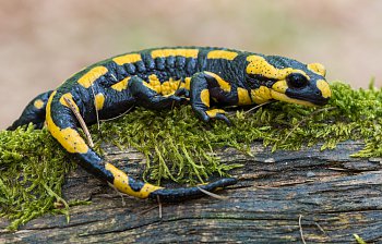 salamander