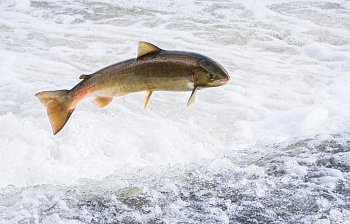 salmon