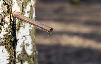 sap