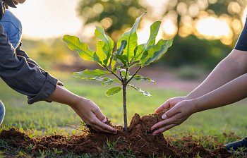 sapling