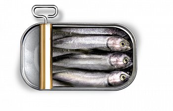 sardine