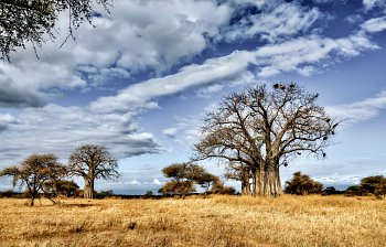 savanna