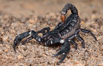 scorpion