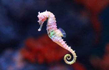 seahorse