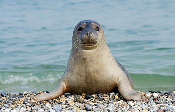 seal