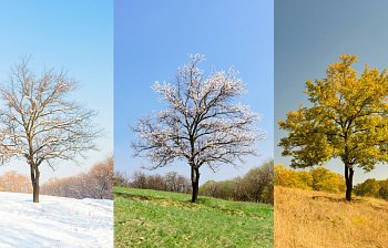 season