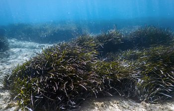 seaweed