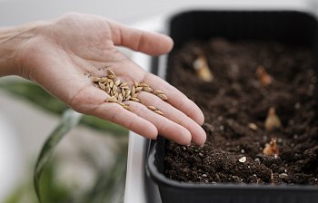 seed