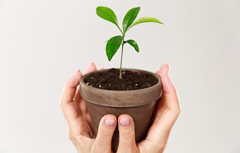 seedling