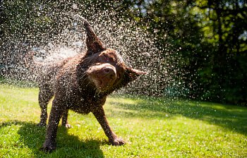 shake