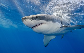 shark