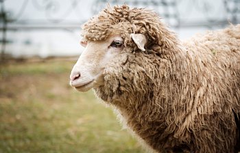 sheep