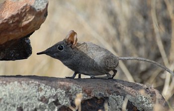 shrew