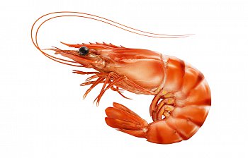 shrimp