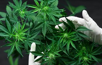 hemp
