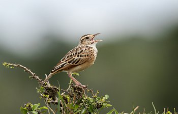 lark