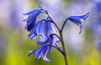 bluebell
