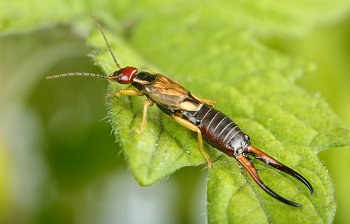 earwig