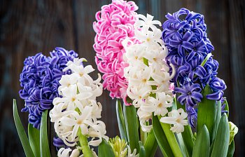 hyacinth