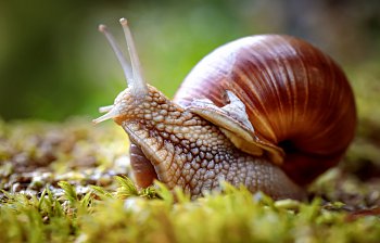 slow