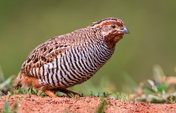 quail