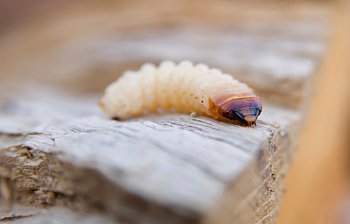 woodworm