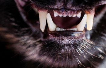 fang