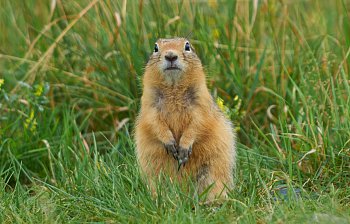 gopher
