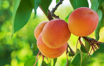 apricot tree