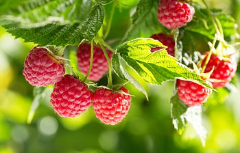 raspberry