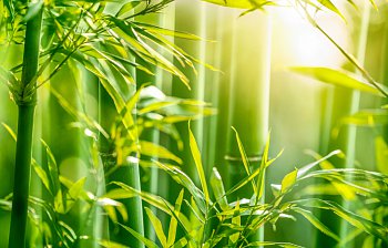 bamboo