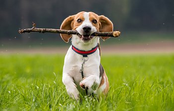fetch
