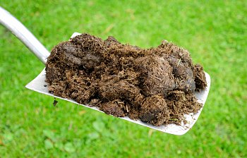 manure