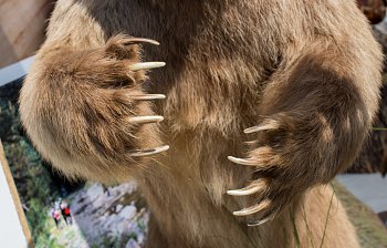 claw
